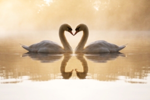 Loving Swans9784313592 300x200 - Loving Swans - Swans, Loving, horse